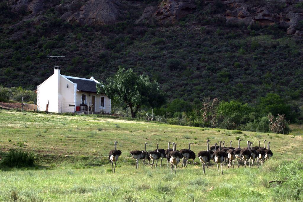 הוילה Buffelskloof Red Stone Hills מראה חיצוני תמונה